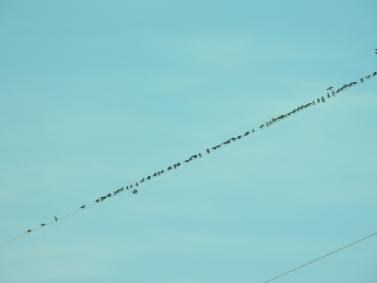European Starling - ML626577785
