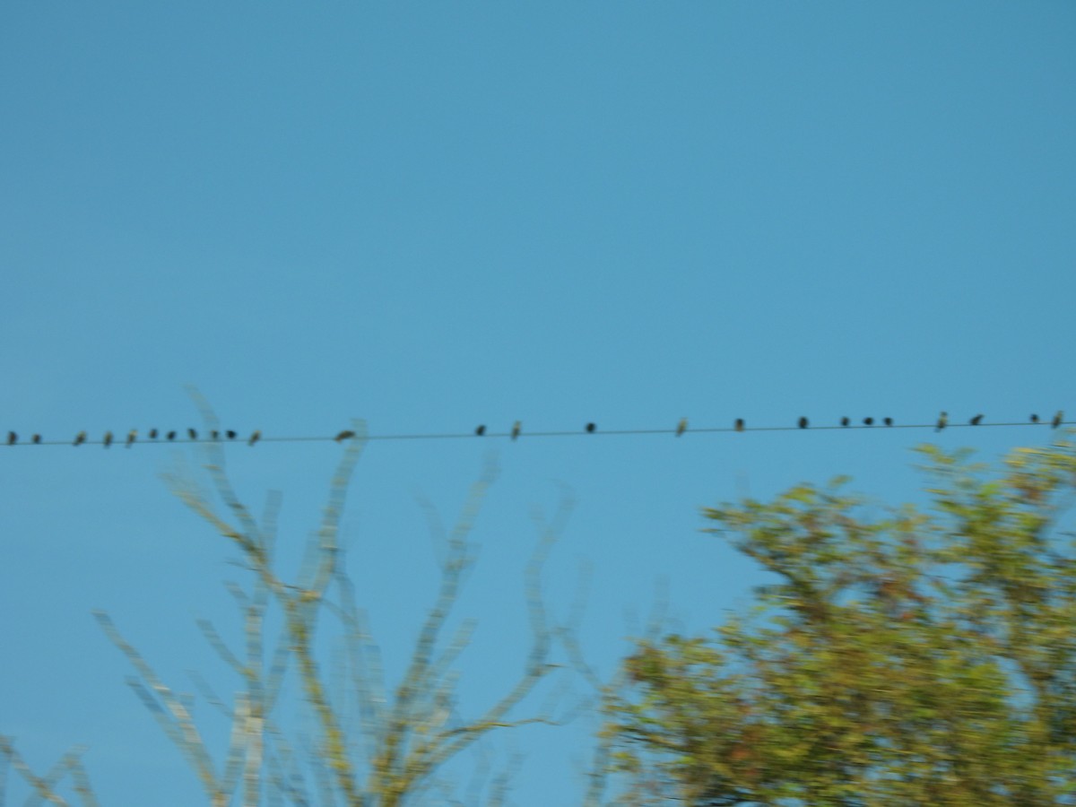 European Starling - ML626577787