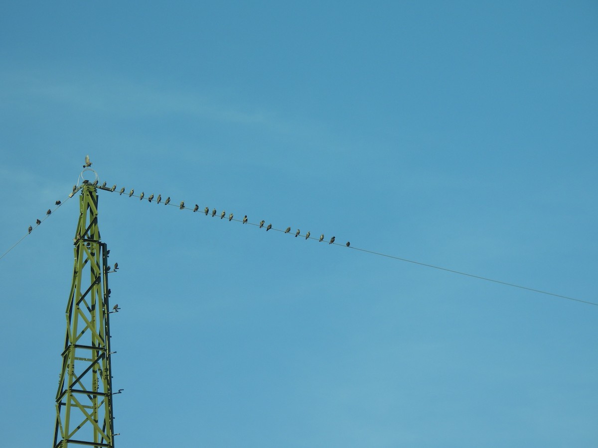 European Starling - ML626577788