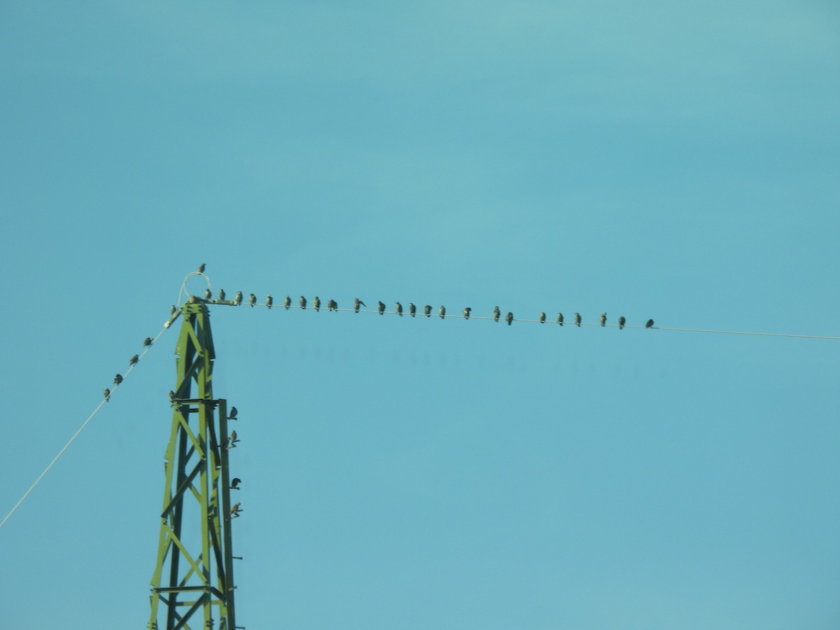 European Starling - ML626577789