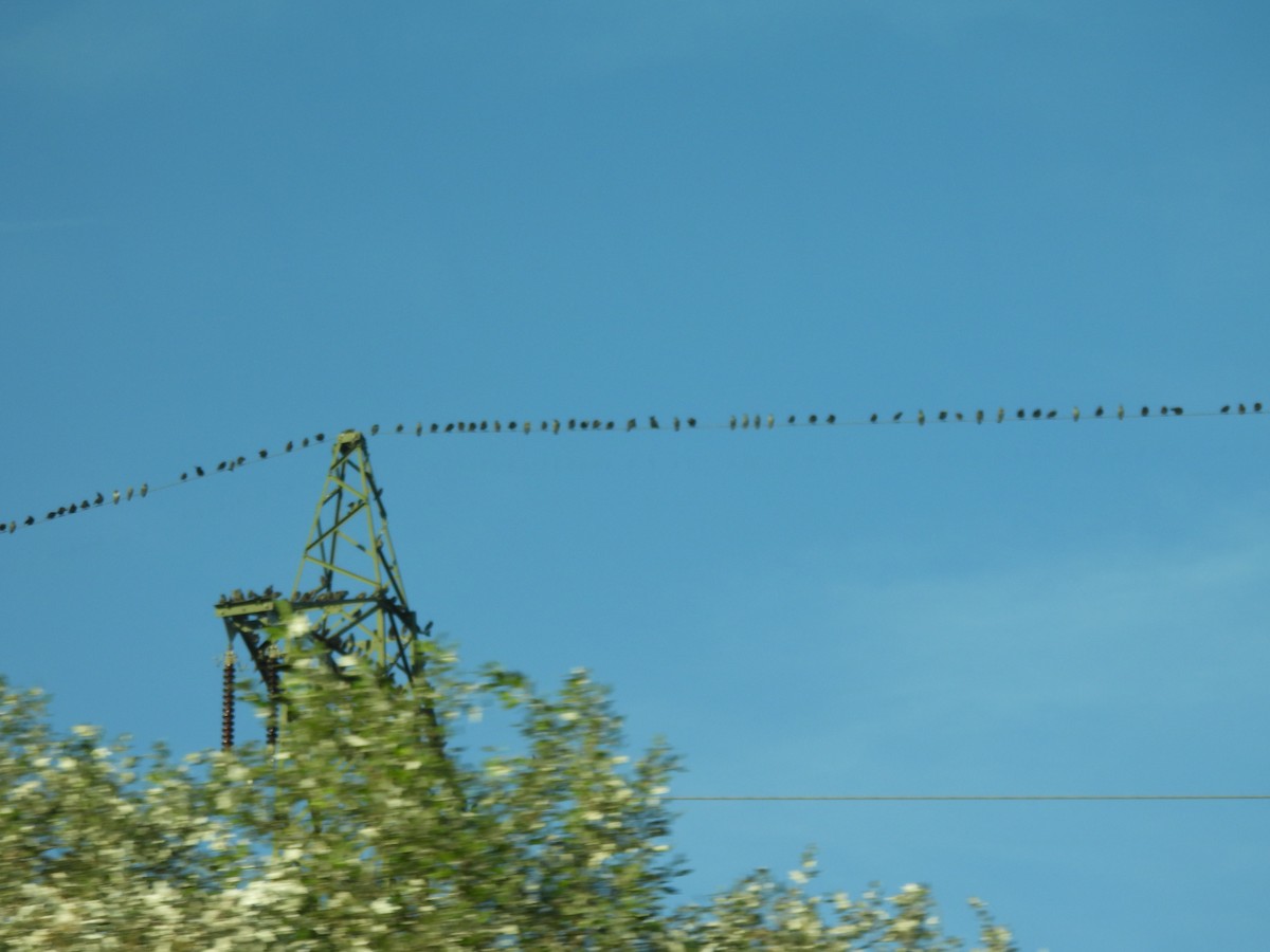 European Starling - ML626577790
