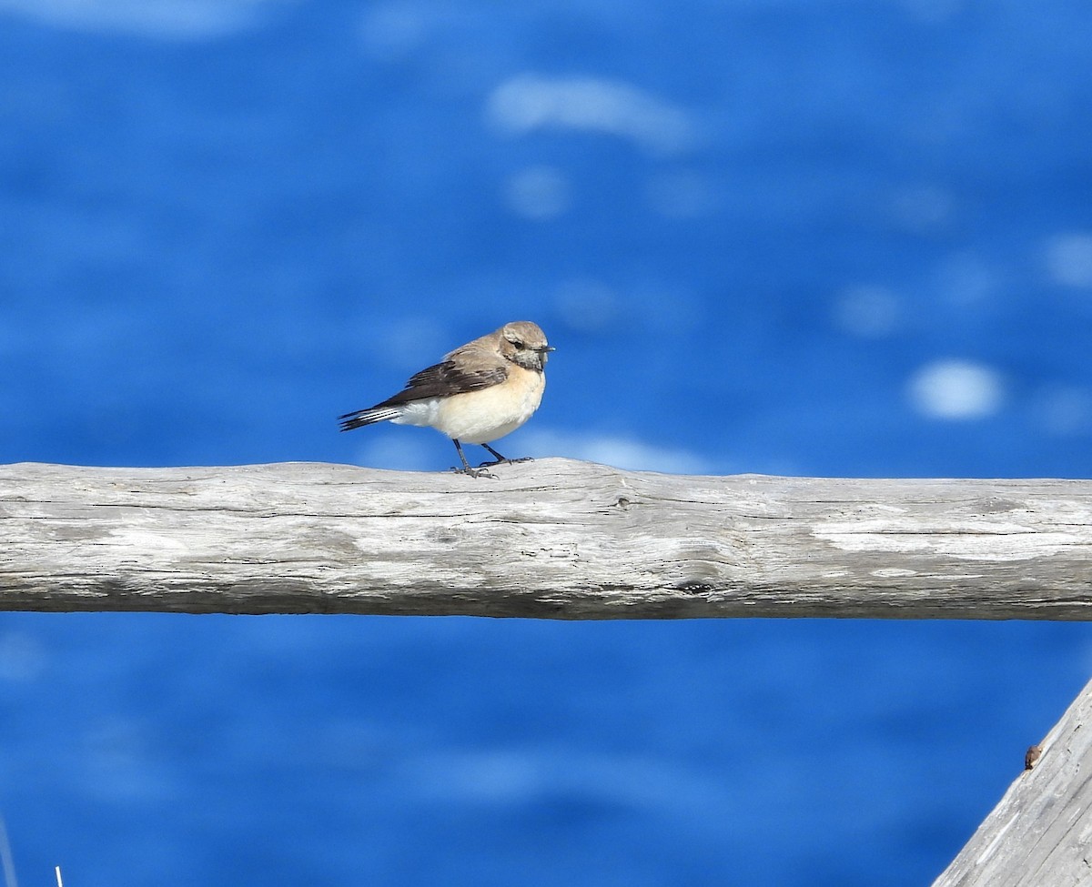 Western/Eastern Black-eared Wheatear - ML626577798