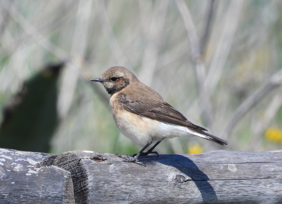 Western/Eastern Black-eared Wheatear - ML626577800