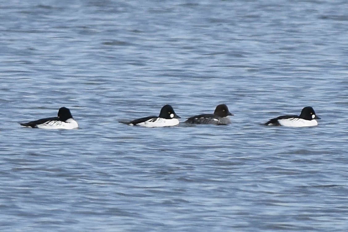 Common Goldeneye - ML626577869