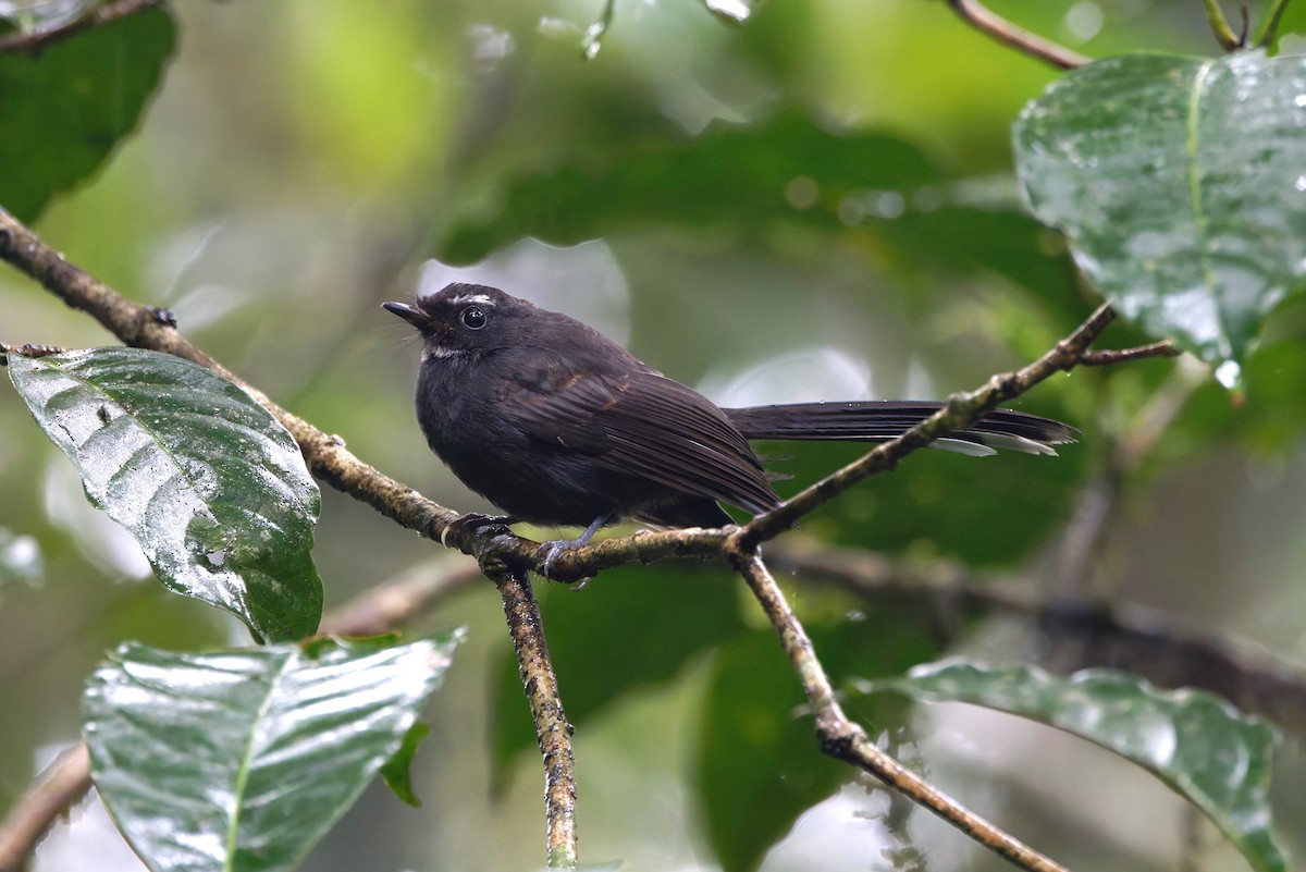 White-throated Fantail - ML626577876