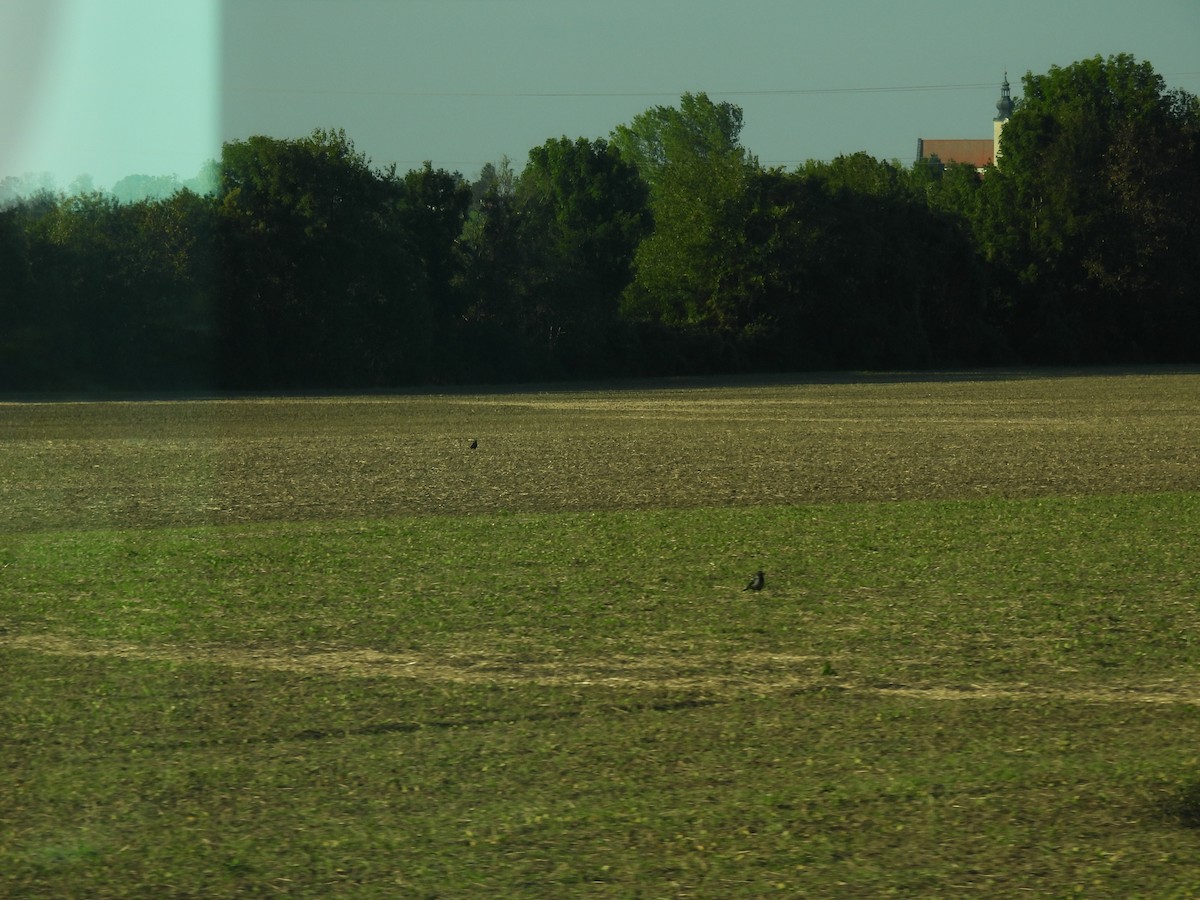 crow sp. - ML626577882