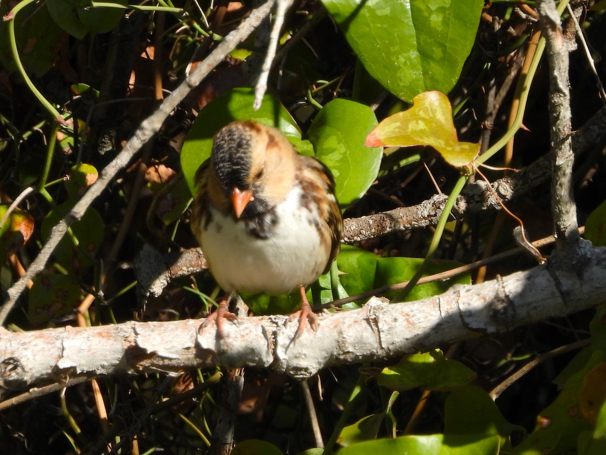 Harris's Sparrow - ML626577910