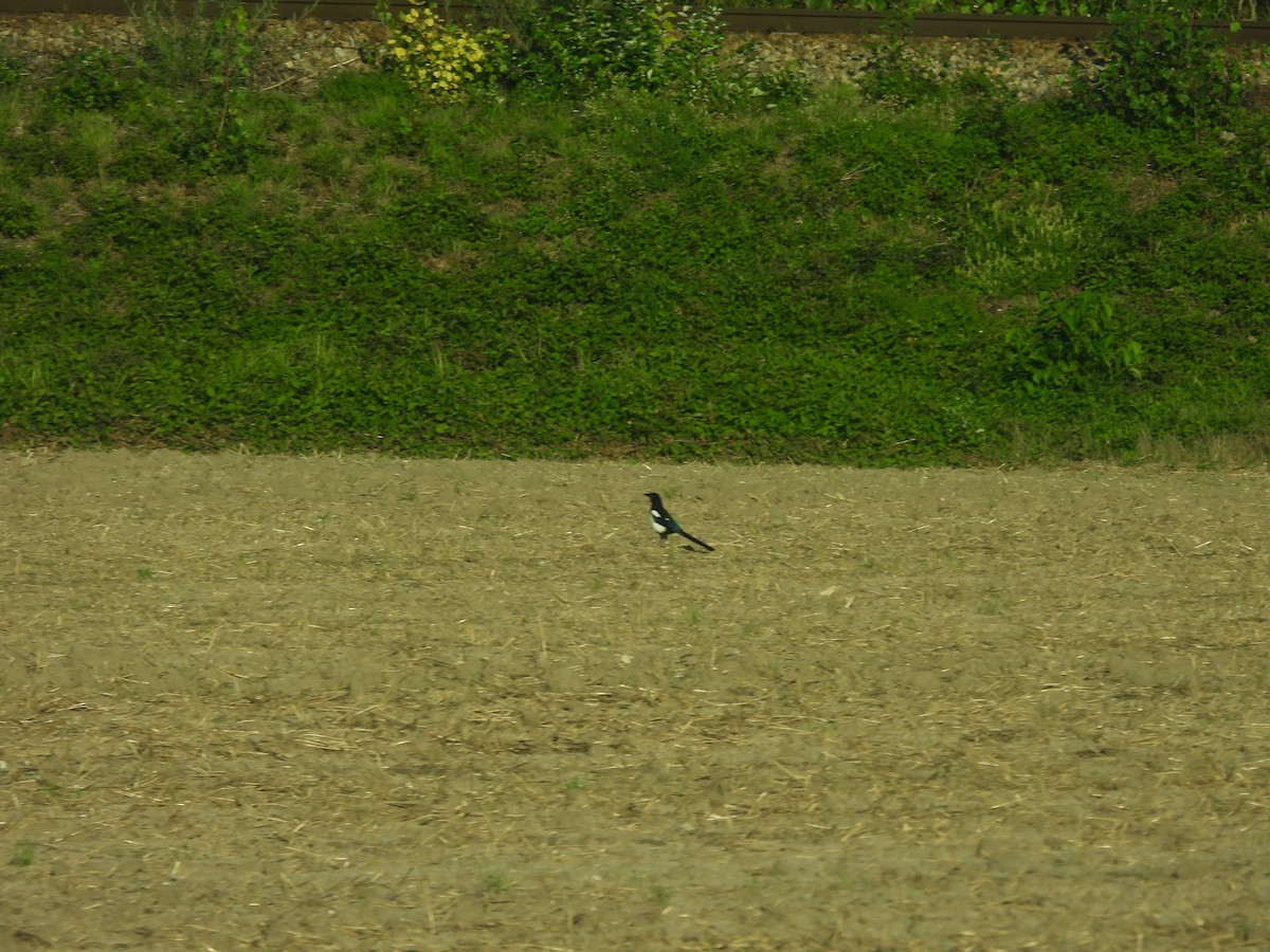 Eurasian Magpie - ML626577926