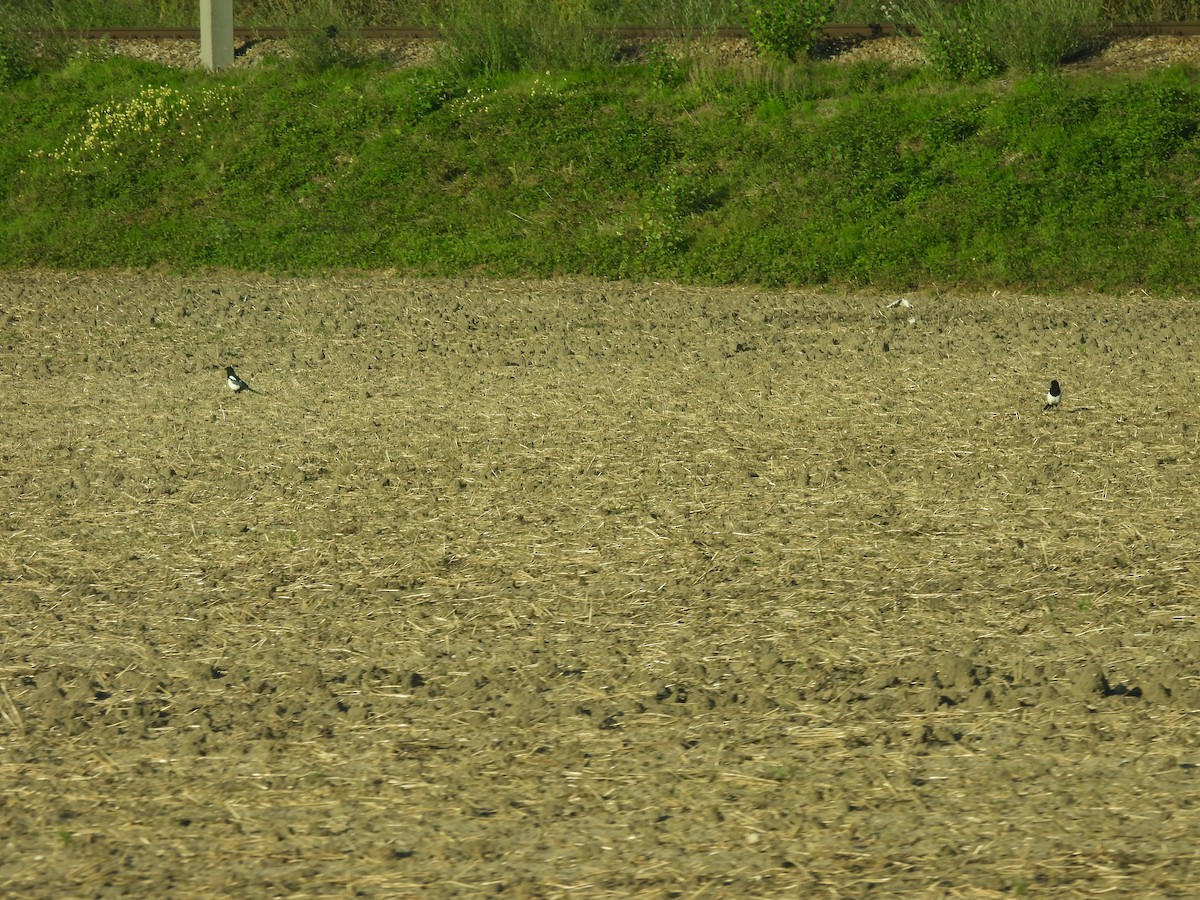 Eurasian Magpie - ML626577928