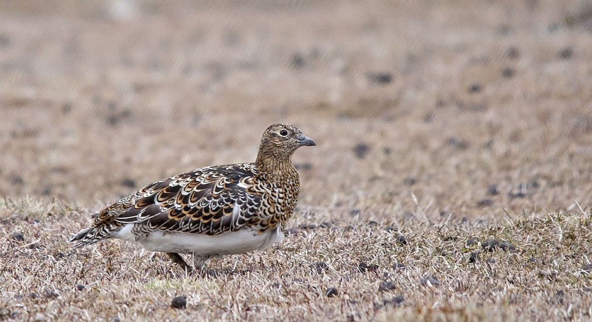 Agachona Patagona - ML626577967