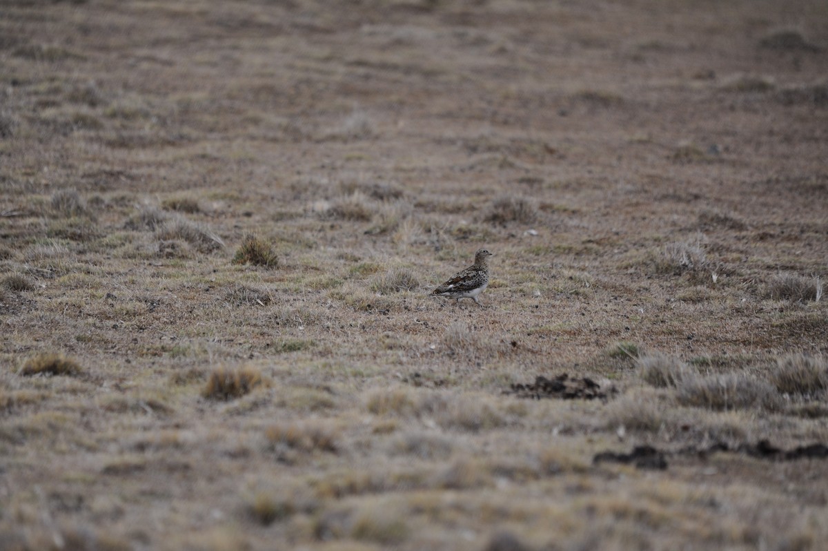 Agachona Patagona - ML626577969