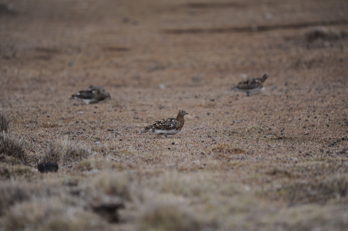 Agachona Patagona - ML626577970