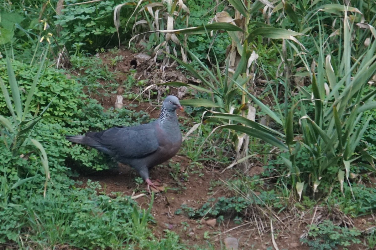 Trocaz Pigeon - ML626578065