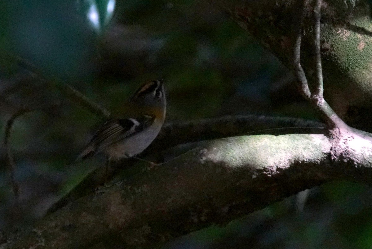 Madeira Firecrest - ML626578119