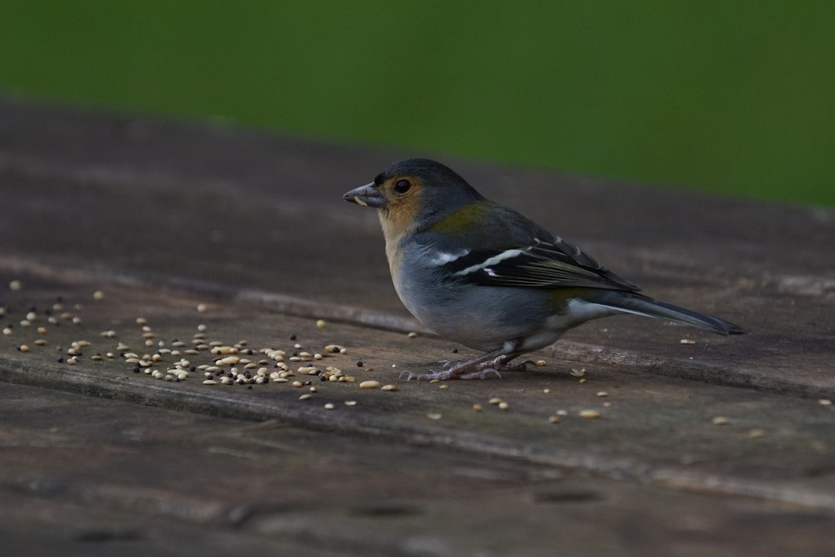 Madeira Chaffinch - ML626578133