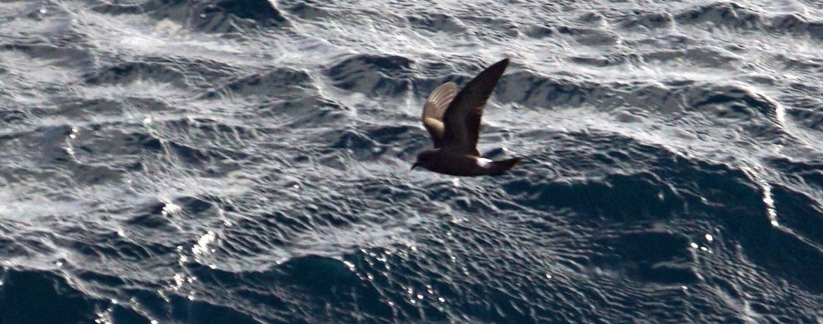 Leach's Storm-Petrel - ML626578179