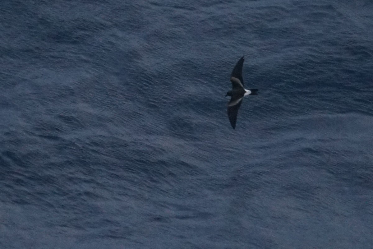 Leach's Storm-Petrel - ML626578185