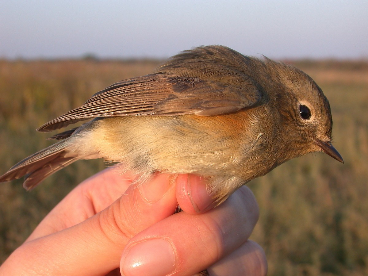Red-flanked/Qilian Bluetail - ML626578378
