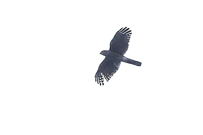 African Goshawk (Southern) - ML626578464