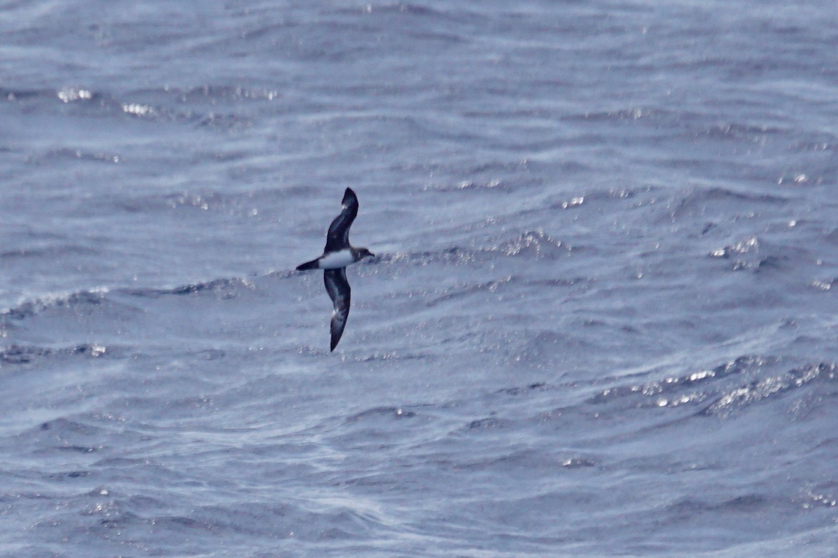 Trindade Petrel - ML626578565