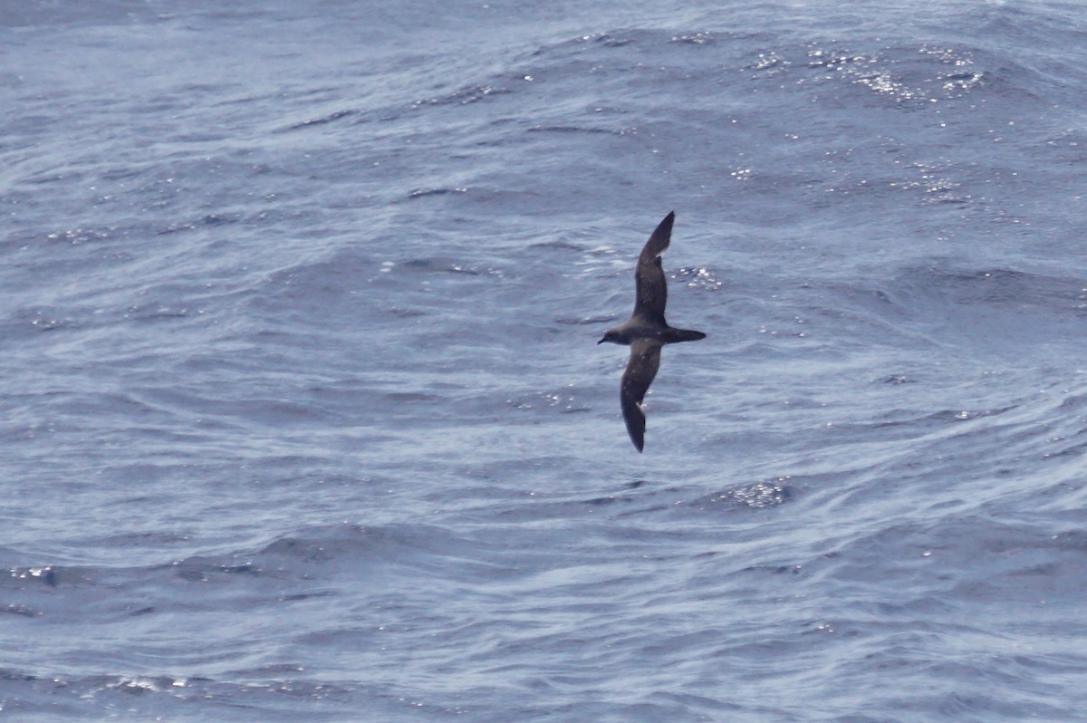 Trindade Petrel - ML626578570