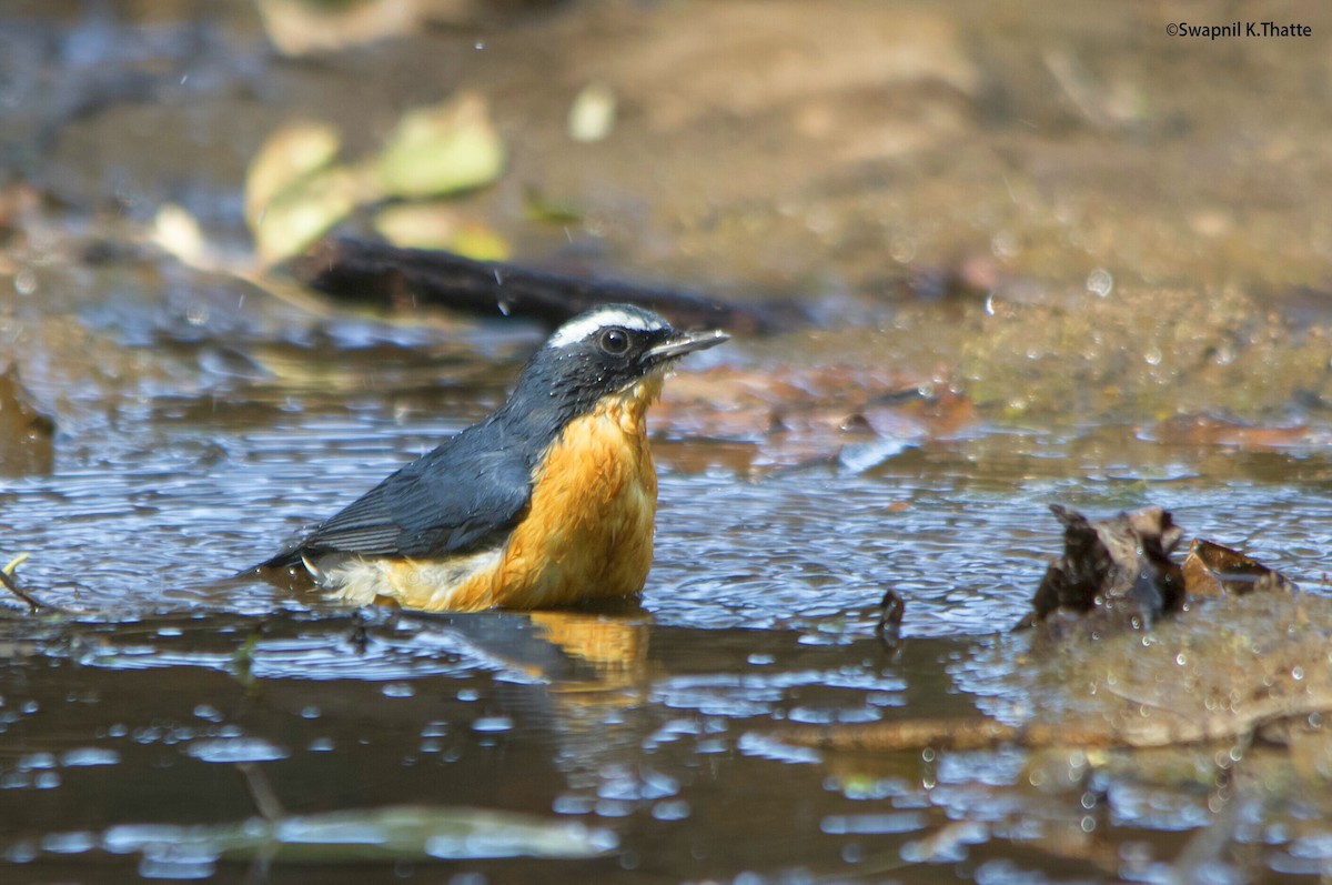 Indian Blue Robin - Swapnil Thatte