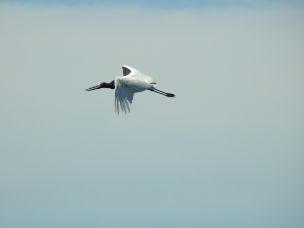 Jabiru - ML626578768