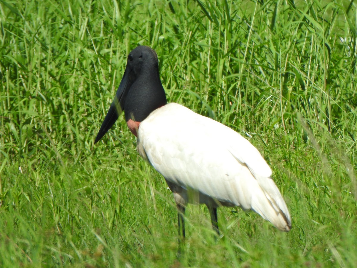 Jabiru - ML626578769