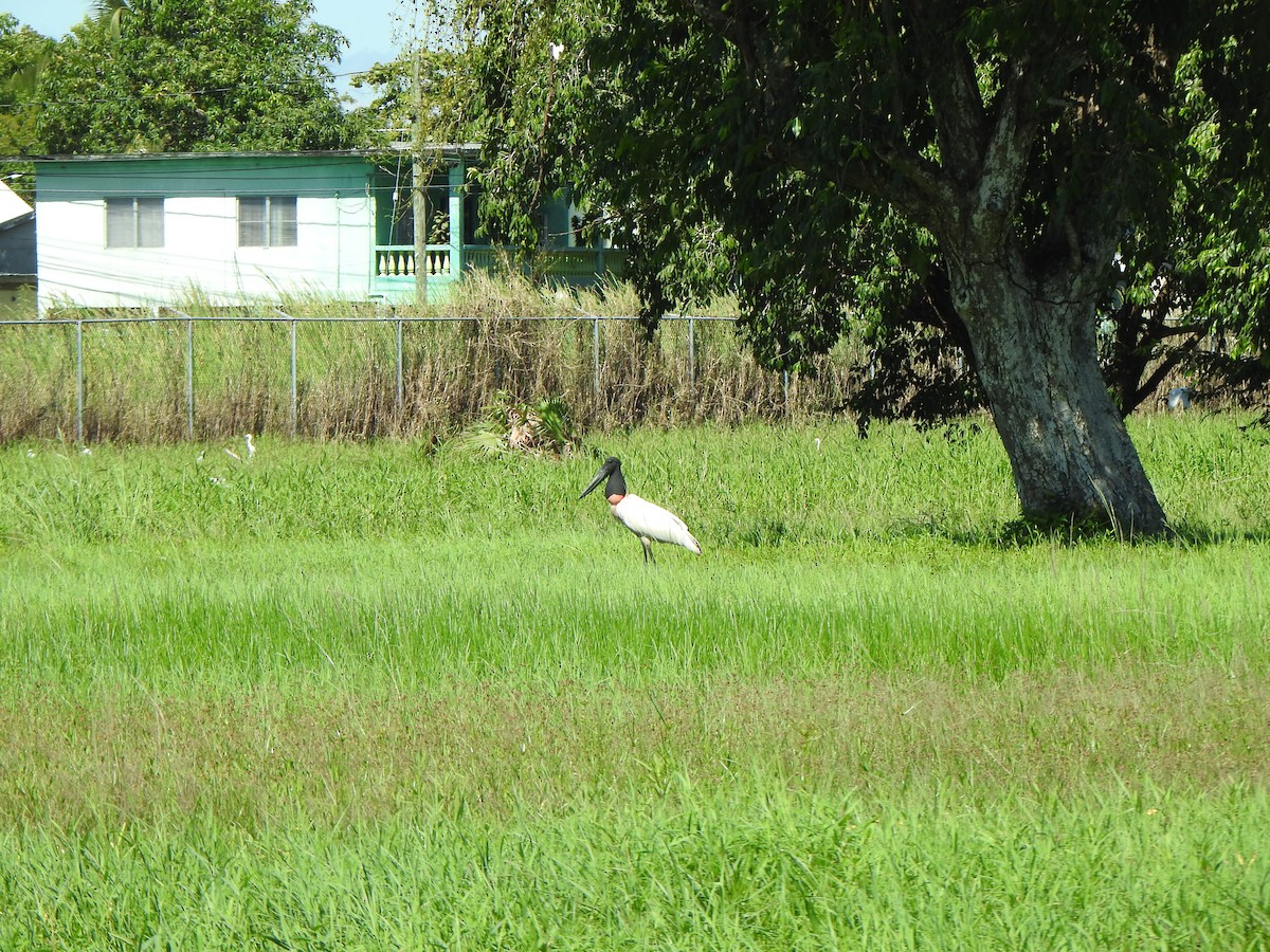 Jabiru - ML626578770