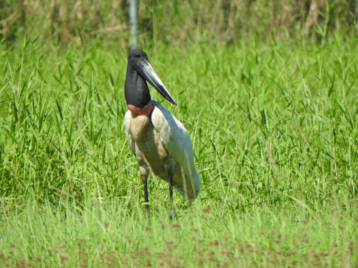 Jabiru - ML626578771