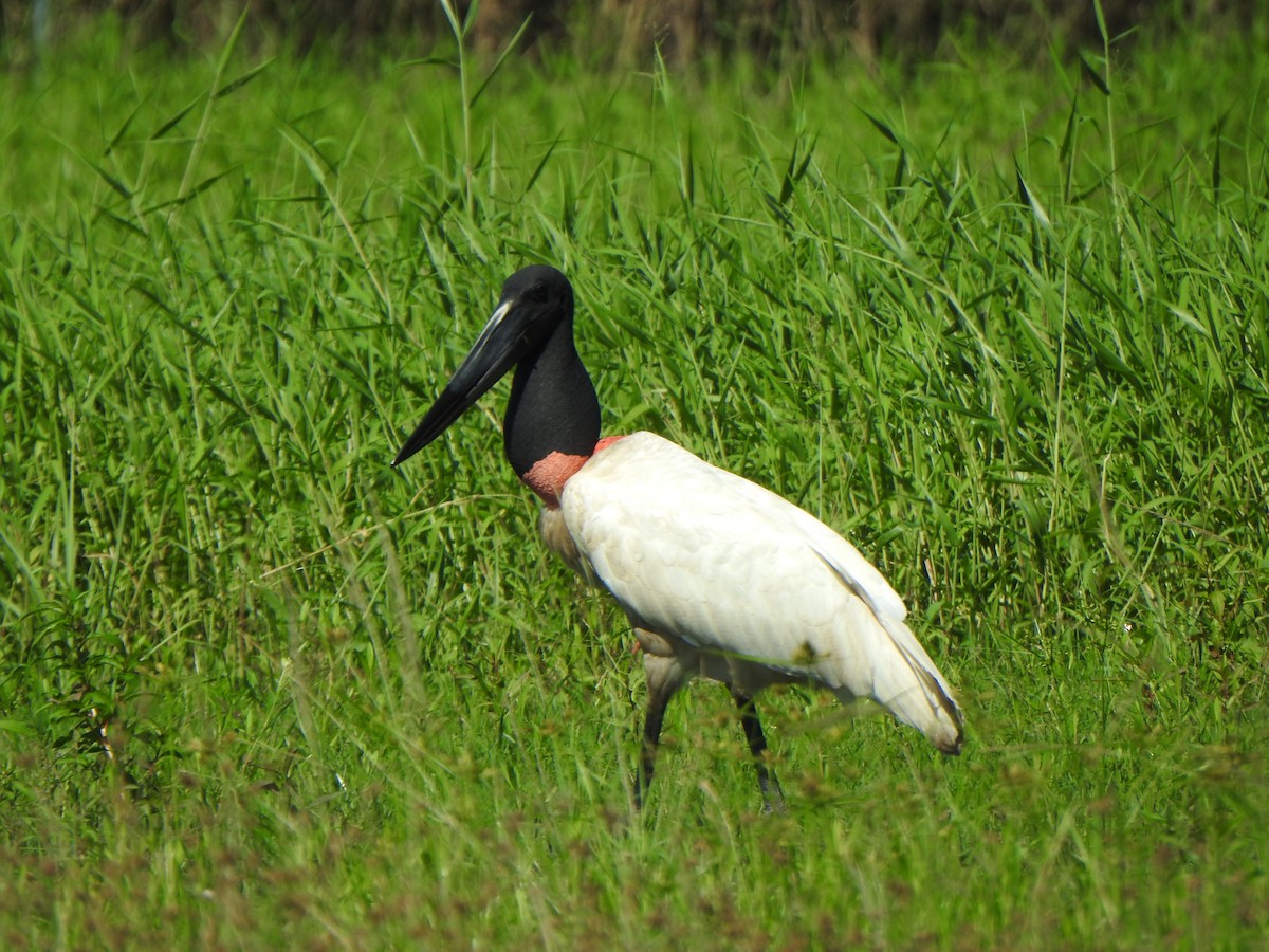 Jabiru - ML626578772