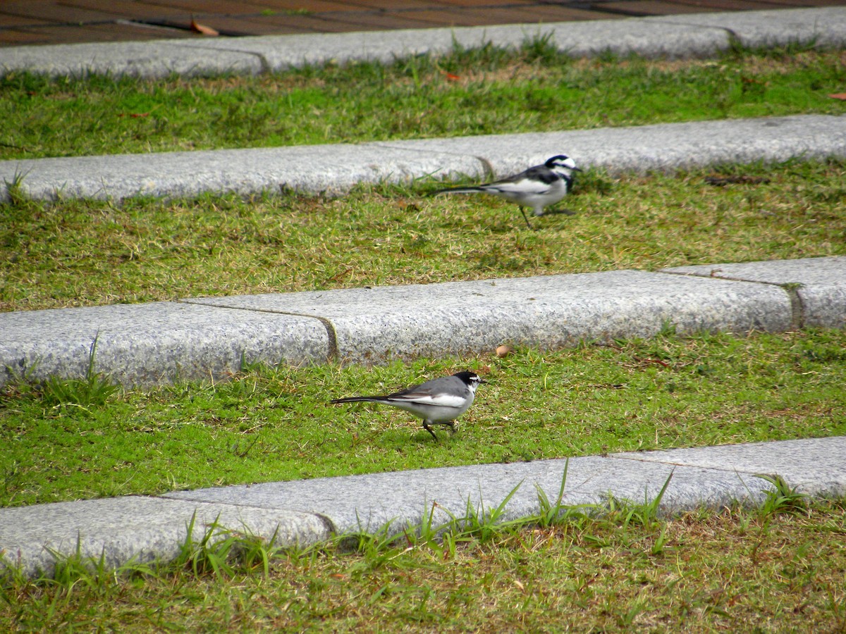 White Wagtail (Black-backed) - ML626578856