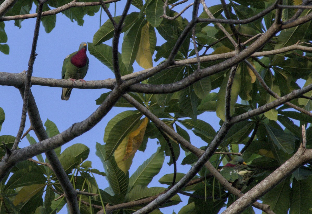 Claret-breasted Fruit-Dove - ML626578926