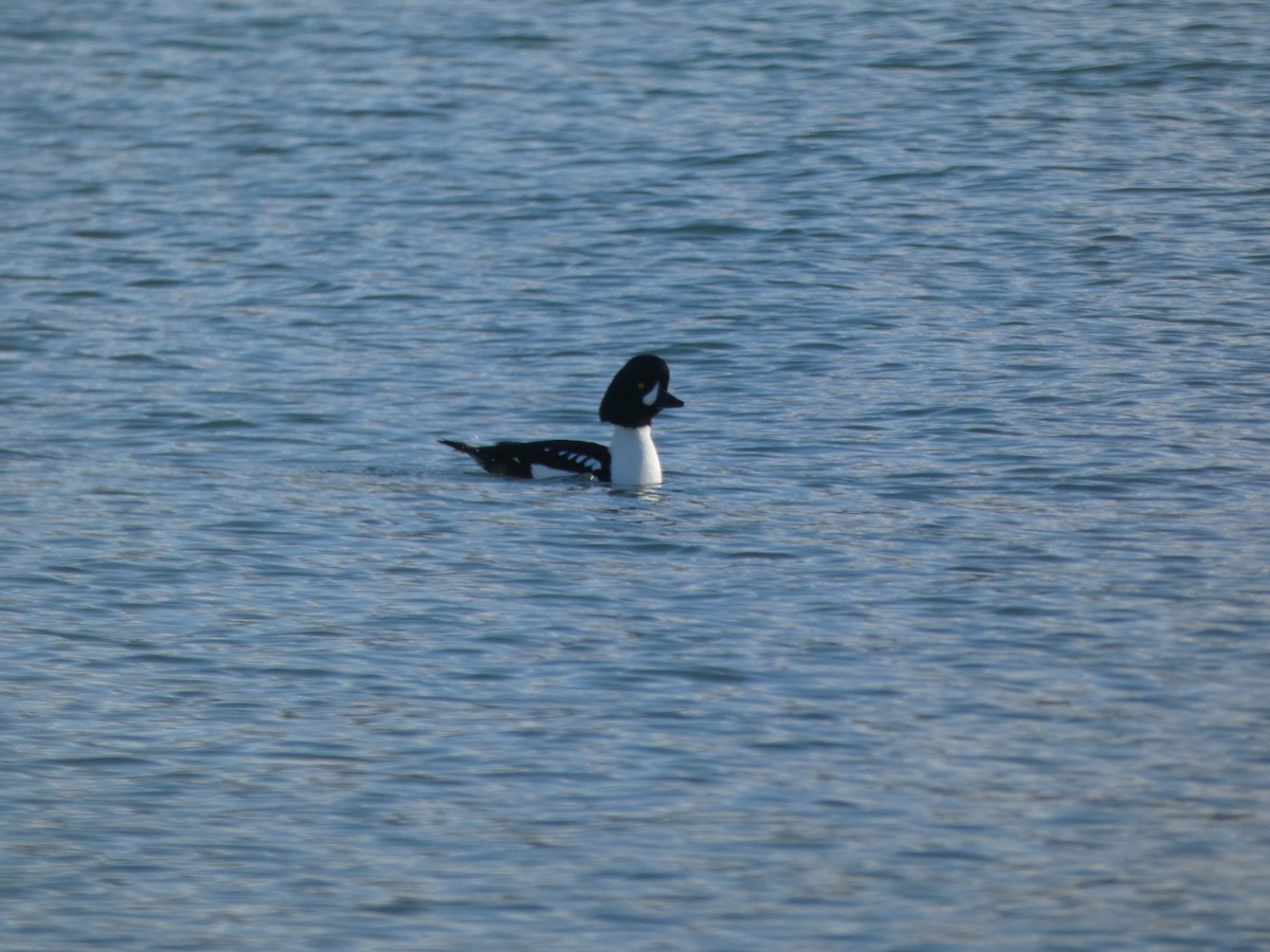 Barrow's Goldeneye - ML626578995