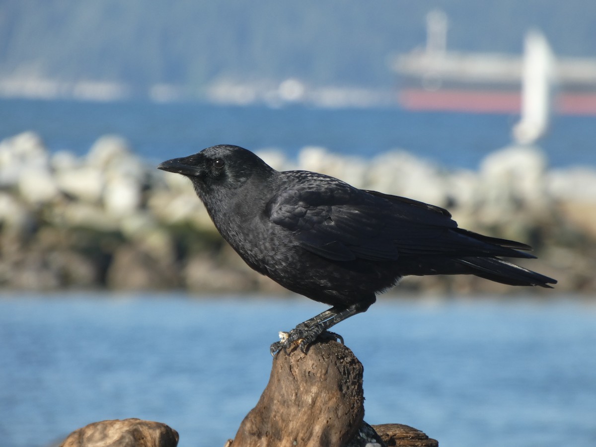 American Crow - ML626579000