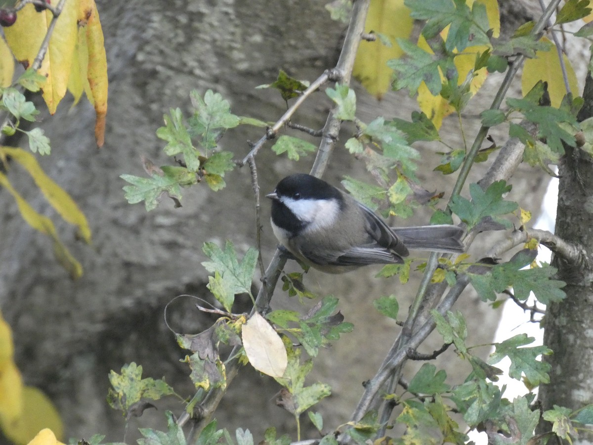 Black-capped Chickadee - ML626579004
