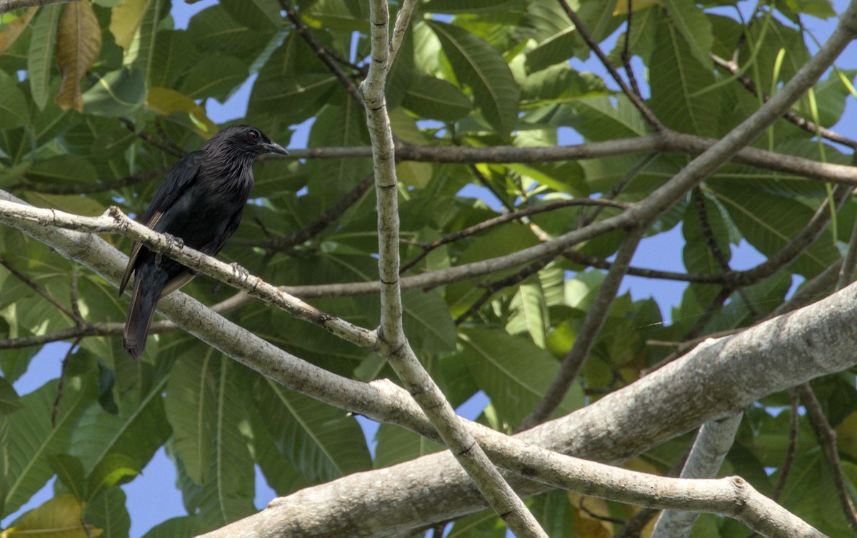 Brown-winged Starling - ML626579052