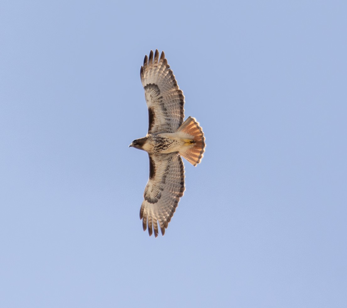 Rotschwanzbussard (jamaicensis) - ML626579089