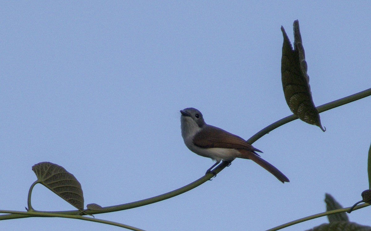 Steel-blue Flycatcher - ML626579109