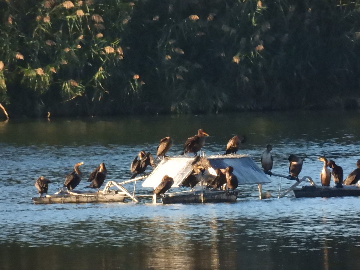 Double-crested Cormorant - ML626579127