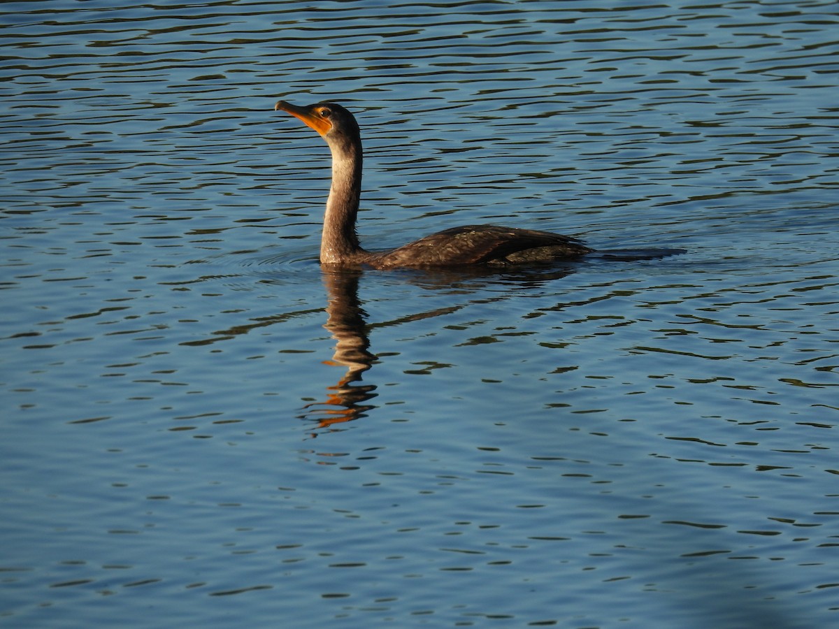 Double-crested Cormorant - ML626579128