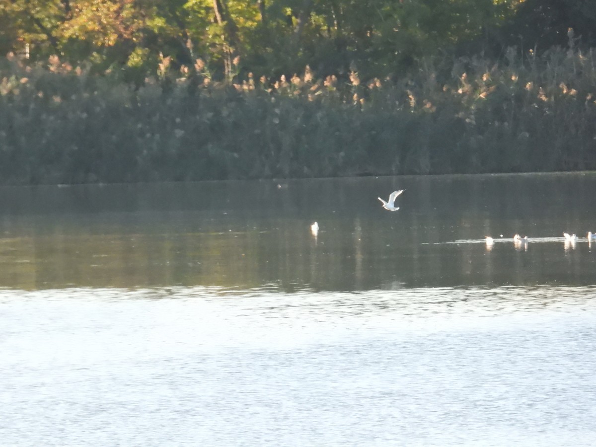Ring-billed Gull - ML626579141