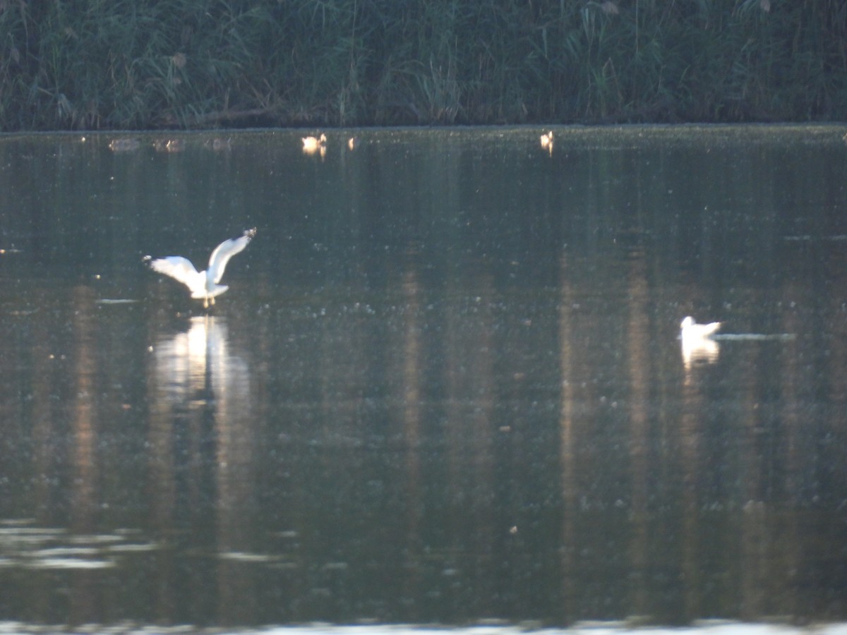 Ring-billed Gull - ML626579142