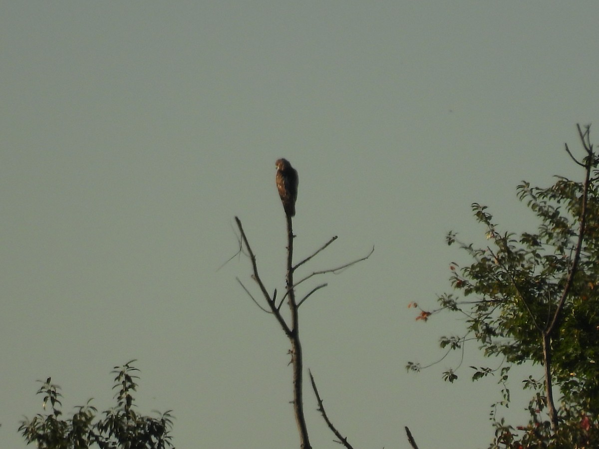 Red-tailed Hawk - ML626579164
