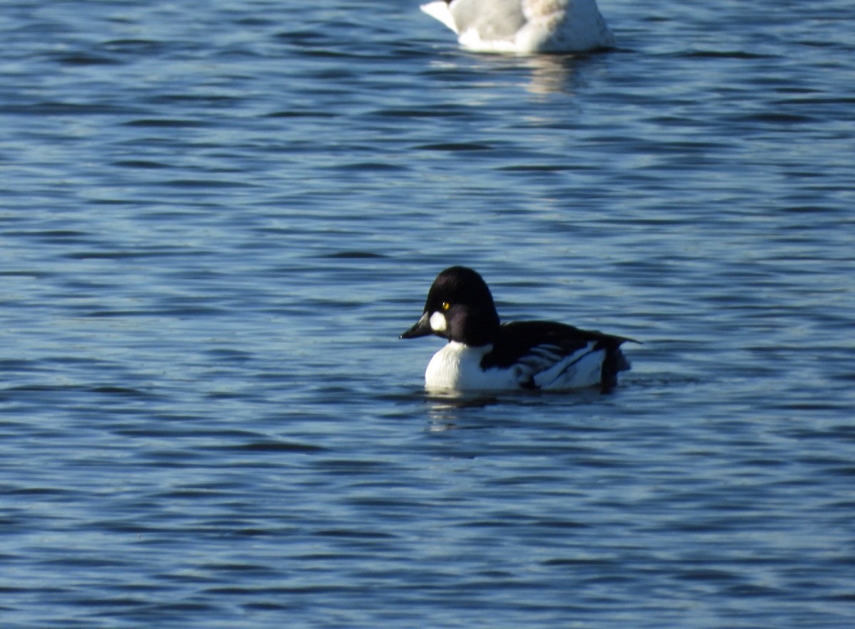 Common Goldeneye - ML626579189