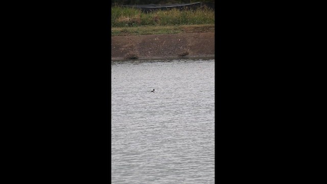 Bufflehead - ML626579207