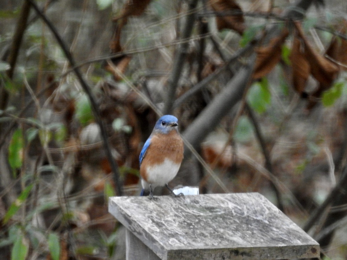 Eastern Bluebird - ML626579211