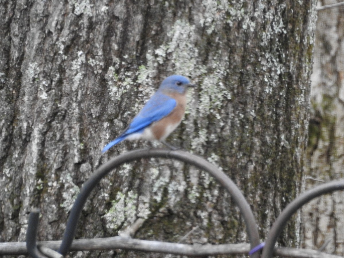 Eastern Bluebird - ML626579212