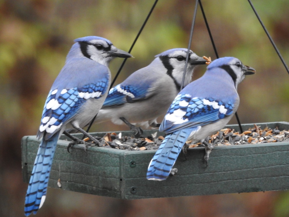 Blue Jay - ML626579220