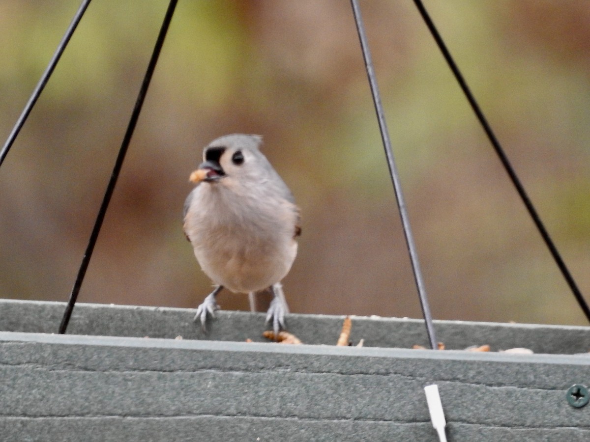 Tufted Titmouse - ML626579222